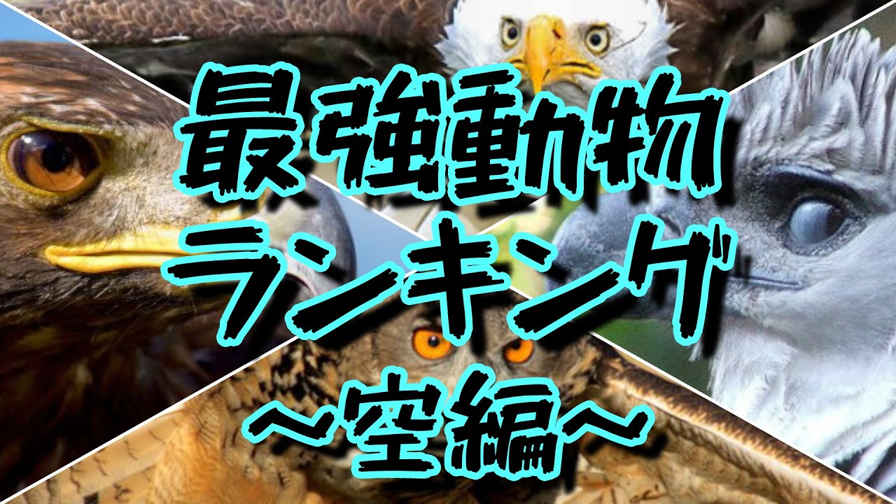 対決 世界最強動物ランキング 空 鳥類編 Youtube