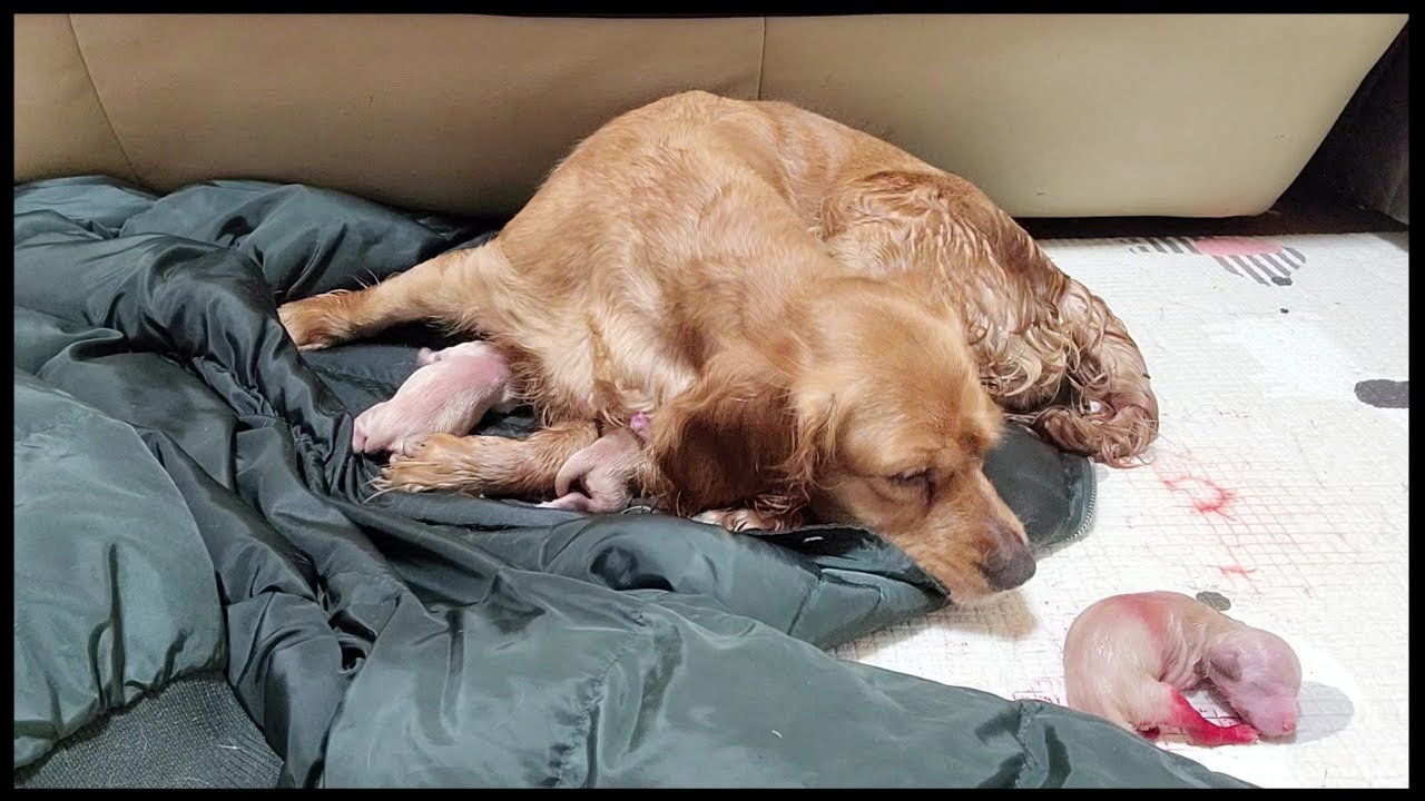 หมาออกลูก 생명의탄생!!/puppy maternity/the birth of a puppy./어미개의 반응/