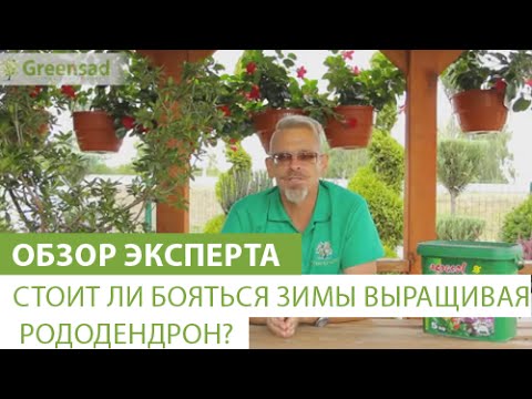 Стоит ли бояться зимы выращивая рододендрон?