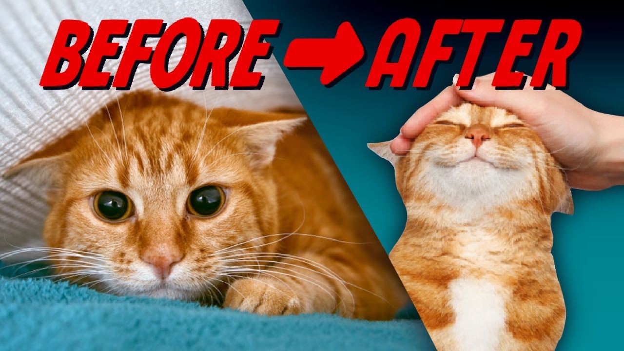 The Key to Being the BEST Cat Parent! The Key to Being the BEST Cat Parent!