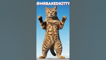 Mr.BakedKitty Shenanigans  #catlife #catlovers #catnip #catnipcraze #catshorts #catvideos