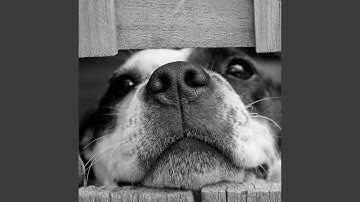 Scintillating Ambience for A Hounds Life