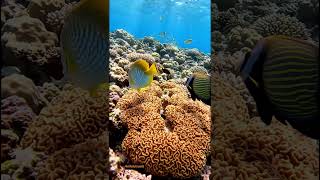Marin Life #fish #aquarium #marinelife #underwater #aireel #viralshort #viralvideo