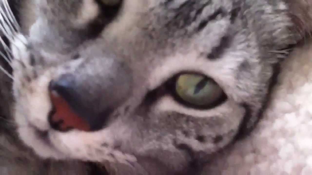  Egyptian  Mau cat  purring  YouTube