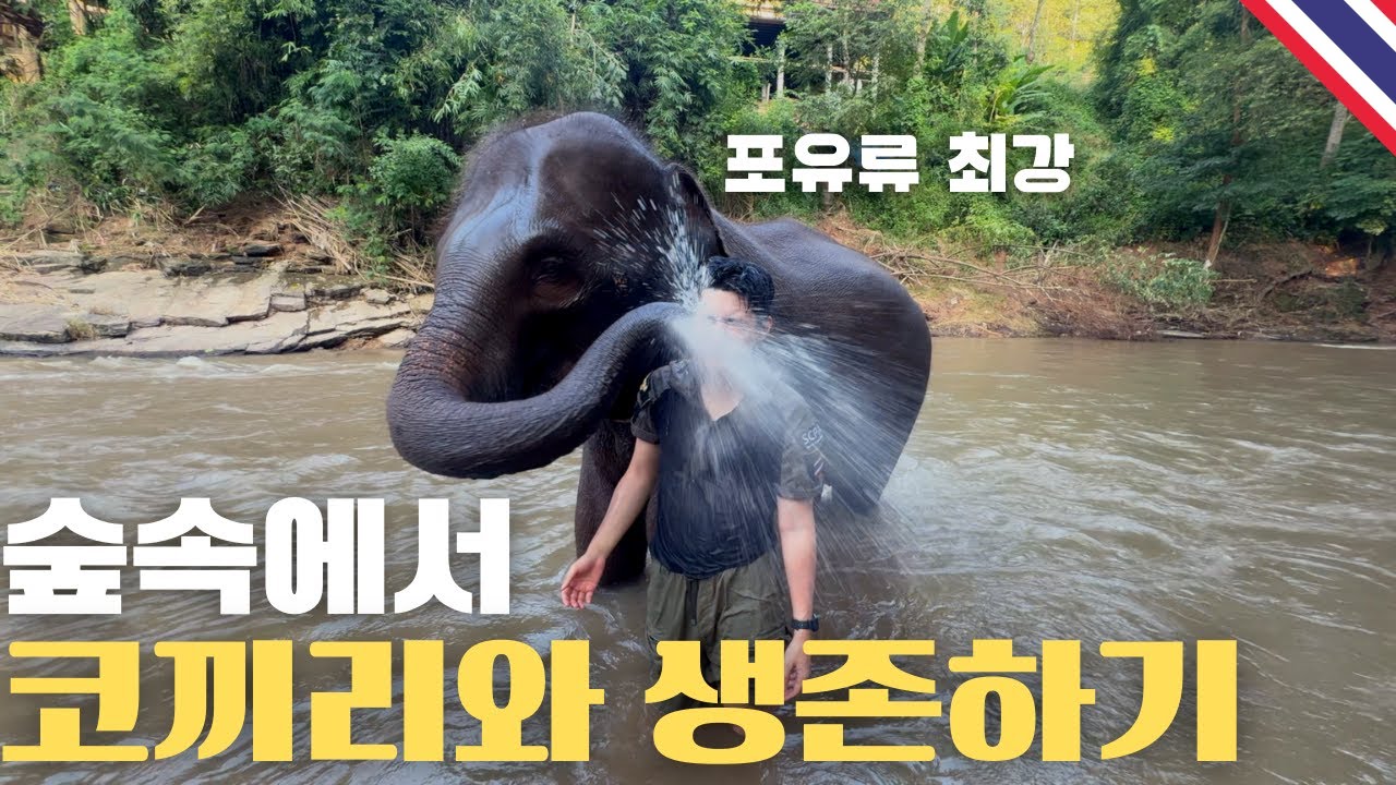 치앙마이 숲속에서 코끼리를 맞닥뜨려서 생긴 일 - 동남아(16)