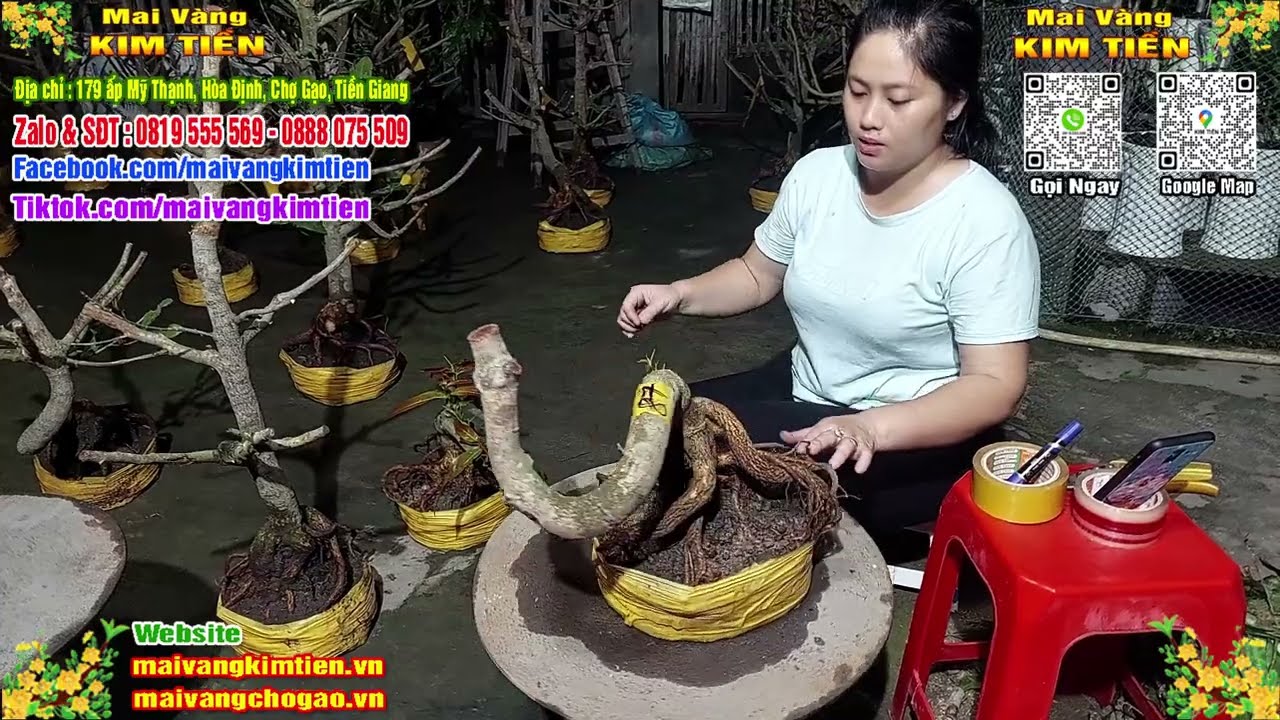 Phôi Mai Thủ Đức Giá Rẻ Bao Ship Bao Sống Toàn Quốc - Mai Vàng Kim Tiền Chợ Gạo