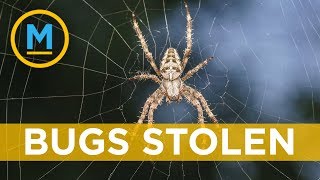 Someone stole thousands of venomous bugs and they’re still missing | Your Morning