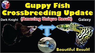 Guppy Fish Crossbreeding Final Amazing Unique Result | Dark Knight and Galaxy!