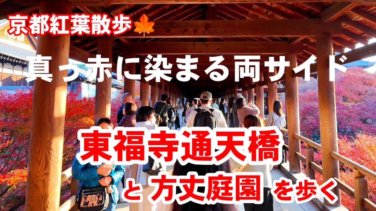 11/30 (Sun) Autumn Leaves Walk in Kyoto 🍁 Both sides dyed bright