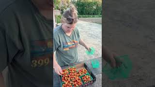 Picking Cherry Tomatoes for the Farm Stand! 🍅👩🏼🌾#FarmTok #CherryTomatoes #GardenHarvest