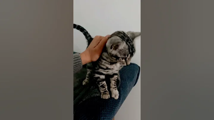 Watch the video about Ombre Sombrero of SpottyPark- silver spotted male kitten. Bengal cat Cattery Poland