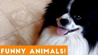 Funniest Pets & Animals of the Week Compilation January 2019 | Funny Pet Videos