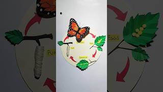 Lifecycle Of Butterfly Model