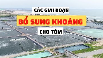 Nhu Cầu Khoáng Của Tôm - Khoáng Tạt Cho Tôm | Nguyễn Minh Quốc #51