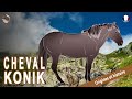 Cheval konik les chevaux sauvages originaires des forts du nord races de chevaux