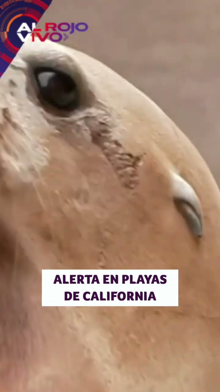 Cientos de leones marinos y delfines enfermos en California | ARV