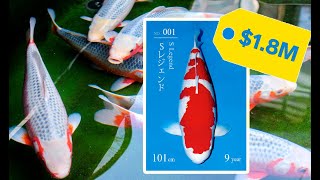 Investing in Koi Fish, is it worth it?