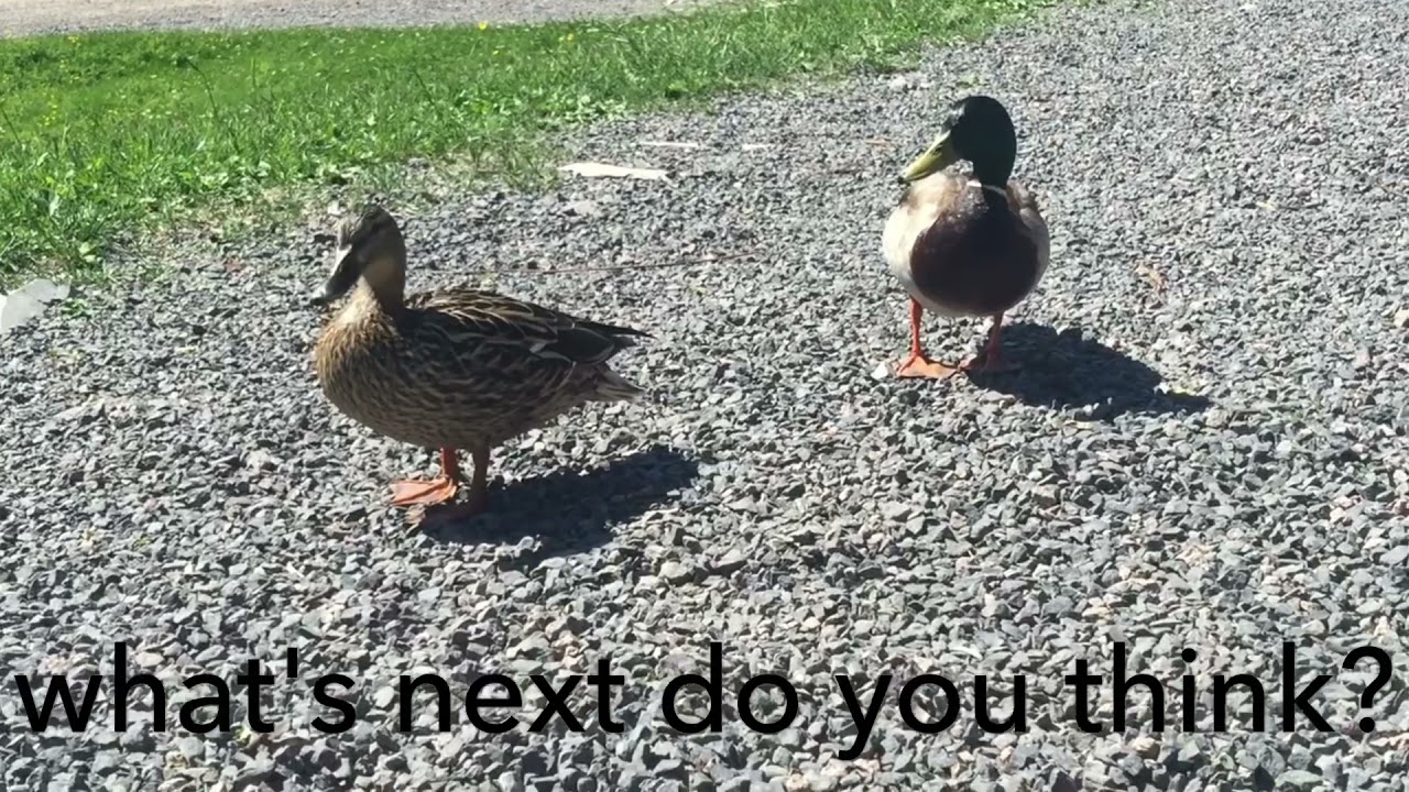 Stokkand, mallards chilling around