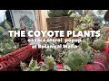128 Coyote plants ポップアップ at Botanical Mafia / オアハカオテロ