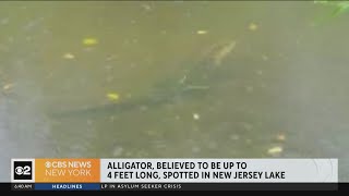 See It: 1st look at N.J. alligator that shut down park