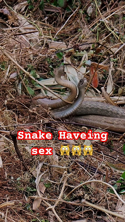 Snake Mating, Snake having sex