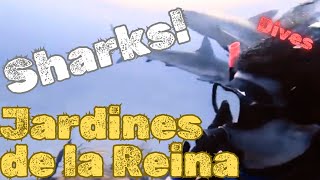 Diving with SHARKS in Cuba's Best Kept Secret
