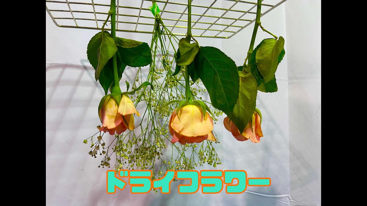 ドライフラワー（薔薇、かすみ草）を最短で作ってみた！！