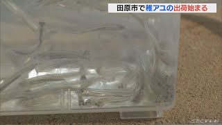 アユの稚魚の出荷が始まる　愛知県の水産施設が飼育　約120万匹を県内の漁協へ