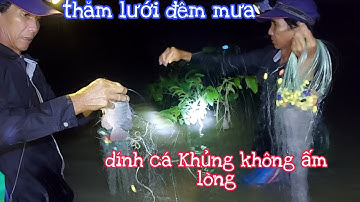 Giăng Lưới Mùa Nước Nổi,thăm lưới đêm mưa bảo thấy cá dính ấm lòng | vui miền tây vlog