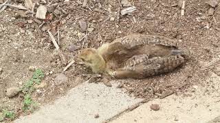 Peachick Takes Dirt Bath