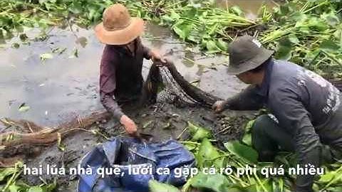 đi lưới cá và kết quả toàn là 30kg cá rô phi, hai lúa nhà quê ;# 01