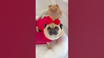 Send This To Your Friend If You Agree 🙃 Dog Two Chins #Shorts #dog #pug