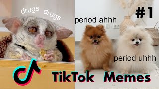 Top 13 Funniest TikTok Animals and Memes or the Day Challenge #1 #ylyl by slaps.social 155 views 1 year ago 2 minutes, 10 seconds