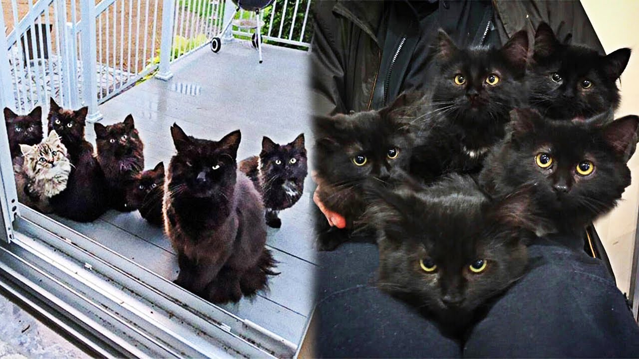 Stray Cat Brings All Her Kittens To A Woman Who Gave Her Food YouTube