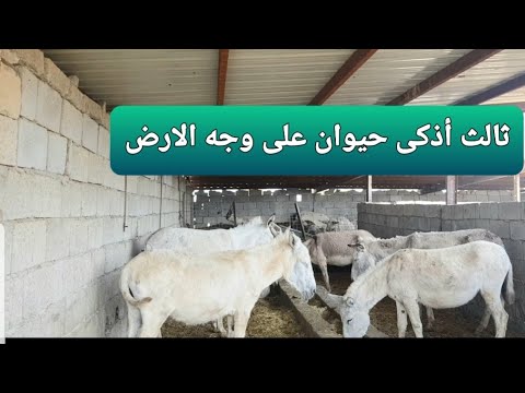 فيديو: ملامح تربية الحمير والعناية بها