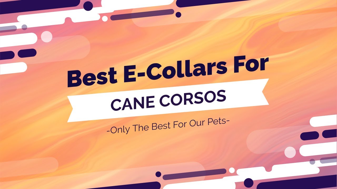 Best ECollars For Cane Corsos Full Video YouTube