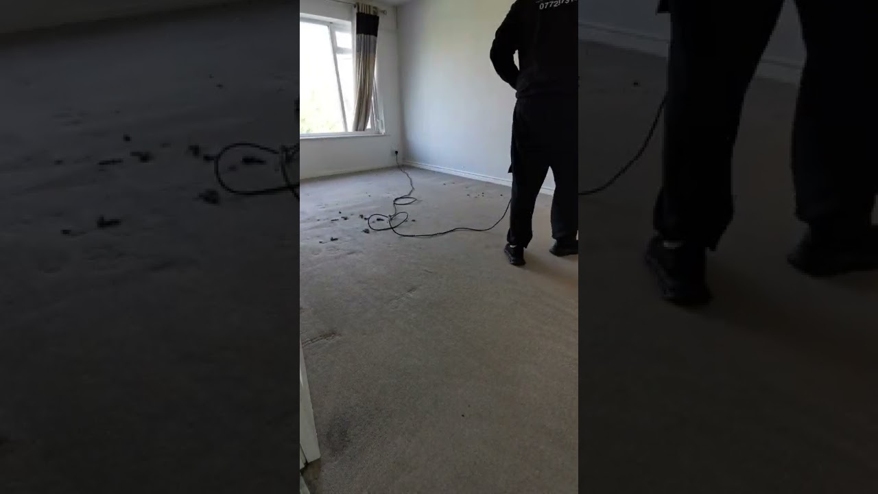 Releasing trapped pet hair from the carpet pile with our CRB machine. 