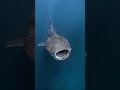 fish.askar.kapuso mo, jessica soho. amazon jungle.jessica soho.hantu menyeramkan.godzilla.fish video