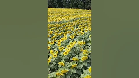 Mentalidad Girasol el Podcast por Arelis Vlez