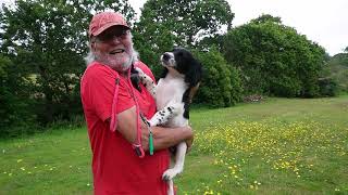 Gun Dog Training, Sit and Stay with the Pups