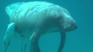 Belize Manatee Snorkeling