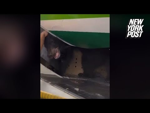 Bear being transported on Iraqi Airways flight escapes crate before takeoff