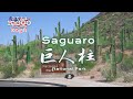 环美自驾一万英里第2天—自驾亚利桑那州巨人柱国家公园Saguaro National Park Arizona Day 2 Road trip in USA 4K