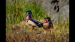 Building a Wood Duck Nesting Box