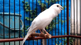 Belgian canary singing in the morning | The best canary training