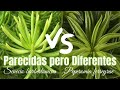 Senecio barbertonicus/Peperomia ferreyrae || SUCULENTAS PARECIDAS, Cómo diferenciarlas?