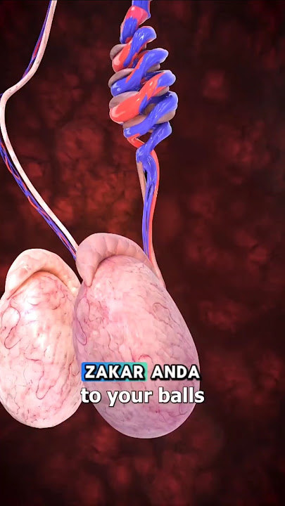 Bahaya menendang alat kelamin seseorang!!? #shorts #shortsfeed #fakta #youtubeshorts