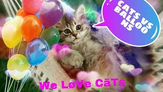Cats vs balloons -funny cats playing with ballons ♡ by Cat Lovers club 70 views 4 years ago 4 minutes, 41 seconds