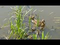 Птахи Birds: Качка Duck (Anas platyrhynchos) та and Лиска Bald-Coot (Fulica atra).