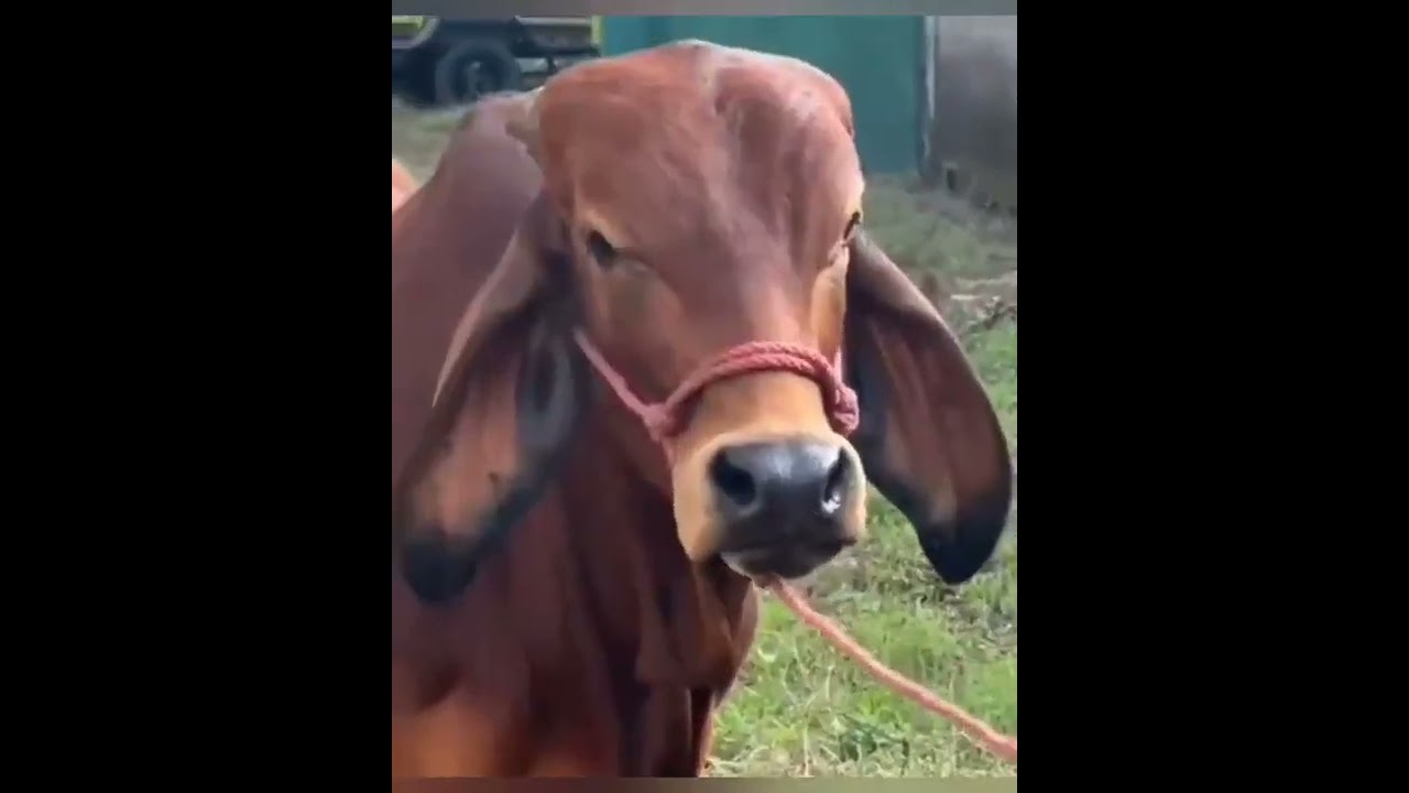 The Rock Has A Witty Reaction To A Cows Eyebrow Raise Video Shared